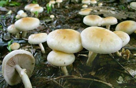    Agrocybe praecox 